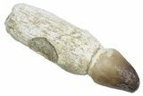 Rooted Crushing Mosasaur (Igdamanosaurus) Tooth - Morocco #353186-1